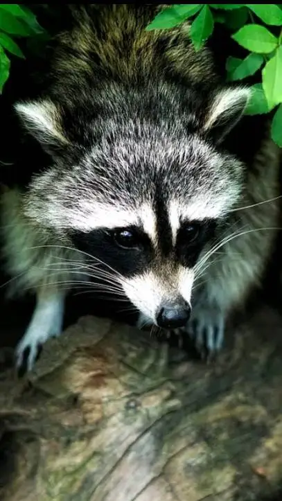 ai character: Roxie raccoon background