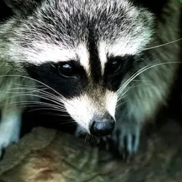 chat with ai character: Roxie raccoon