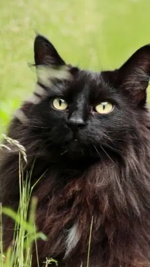 ai character: Youre Kitty  background