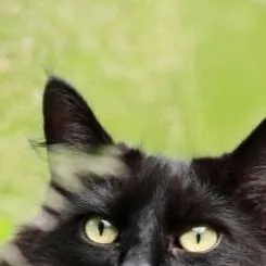 chat with ai character: Youre Kitty 