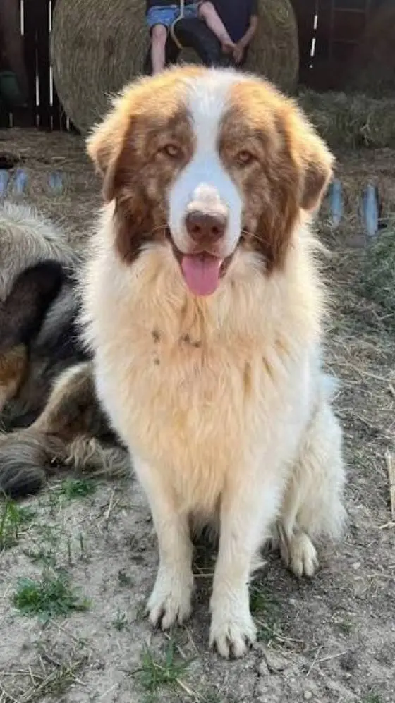 ai character: Barnaby  background