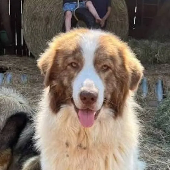 chat with ai character: Barnaby 