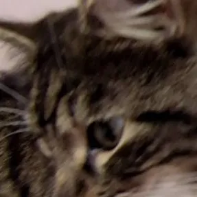 chat with ai character: Whiskers