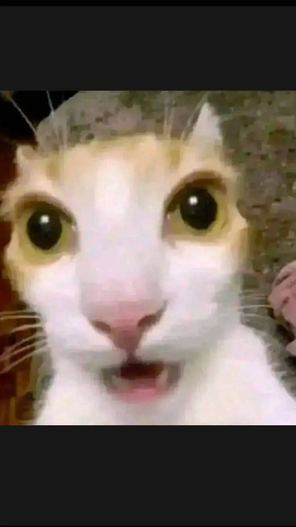 ai character: cat background