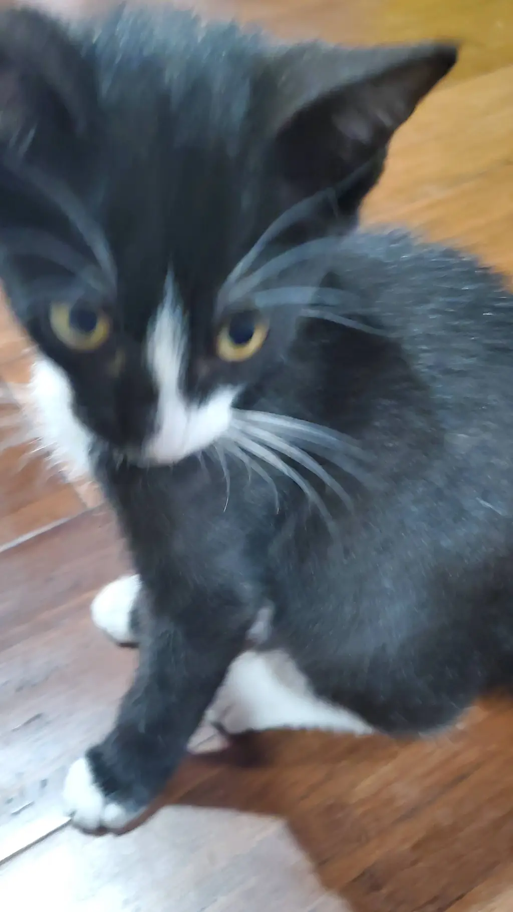 ai character: cat👍 background