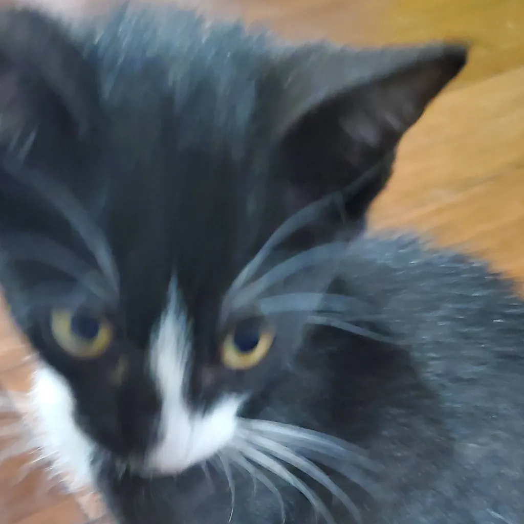 chat with ai character: cat👍