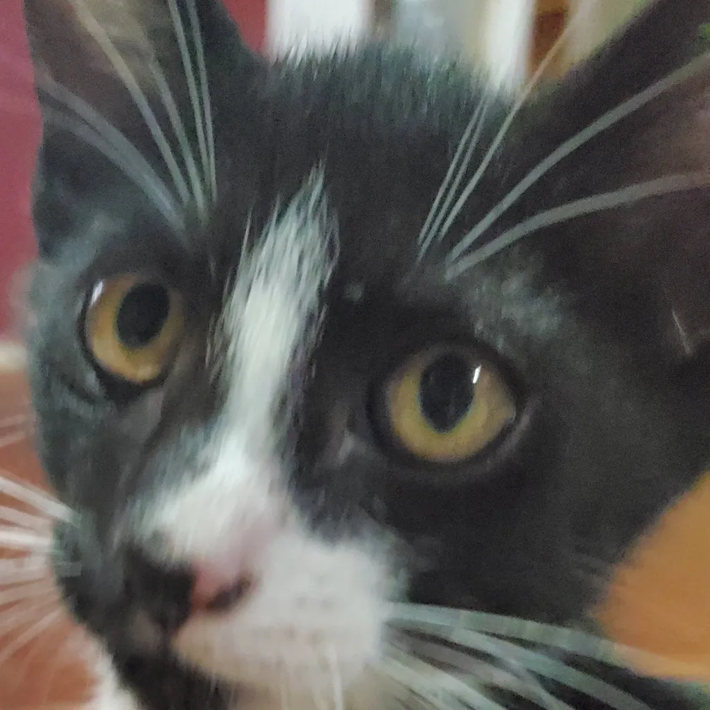 chat with ai character: Forsaken but CAT:3