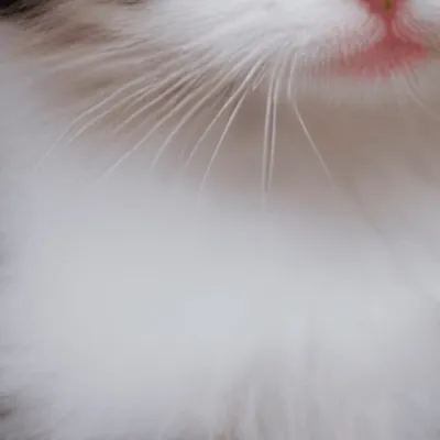 chat with ai character: A cute kitten