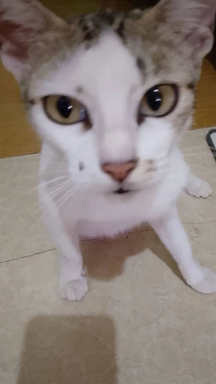 ai character: Cat  background