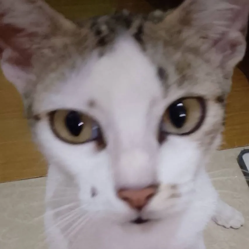 chat with ai character: Cat 