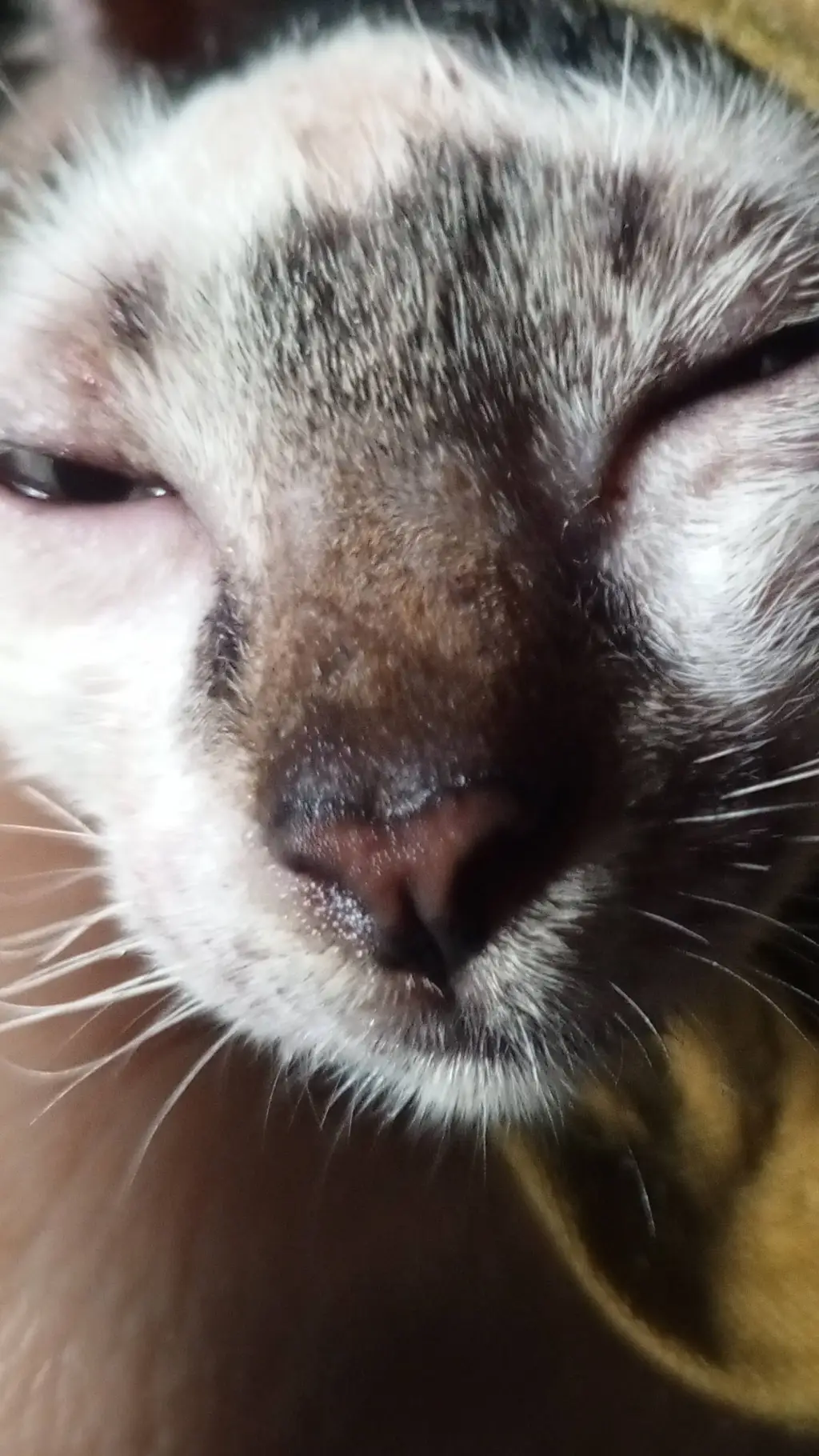ai character: sleepy cat background