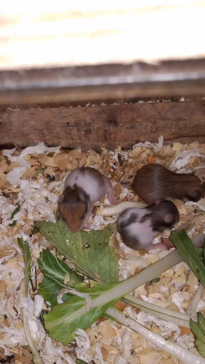 ai character: hamsters background
