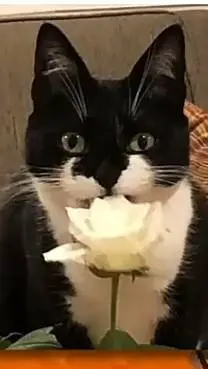 ai character: cat background