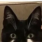 chat with ai character: cat