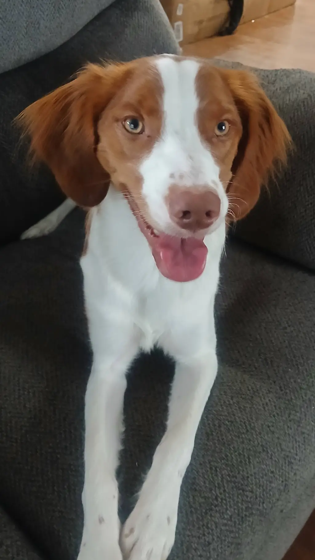 ai character: MY DOG😃😃😃😃😃😃😃😃😃😃😀😃 background