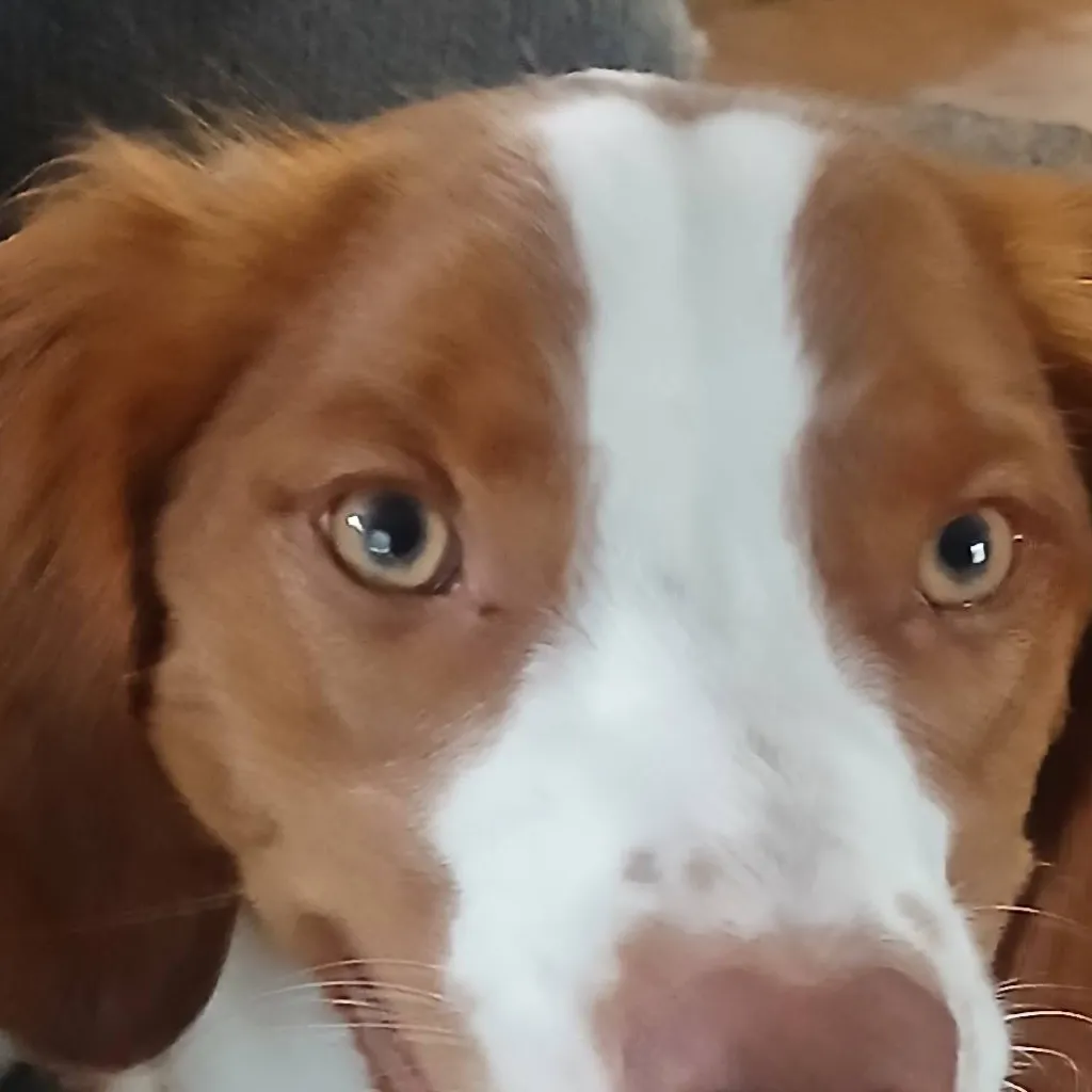 chat with ai character: MY DOG😃😃😃😃😃😃😃😃😃😃😀😃