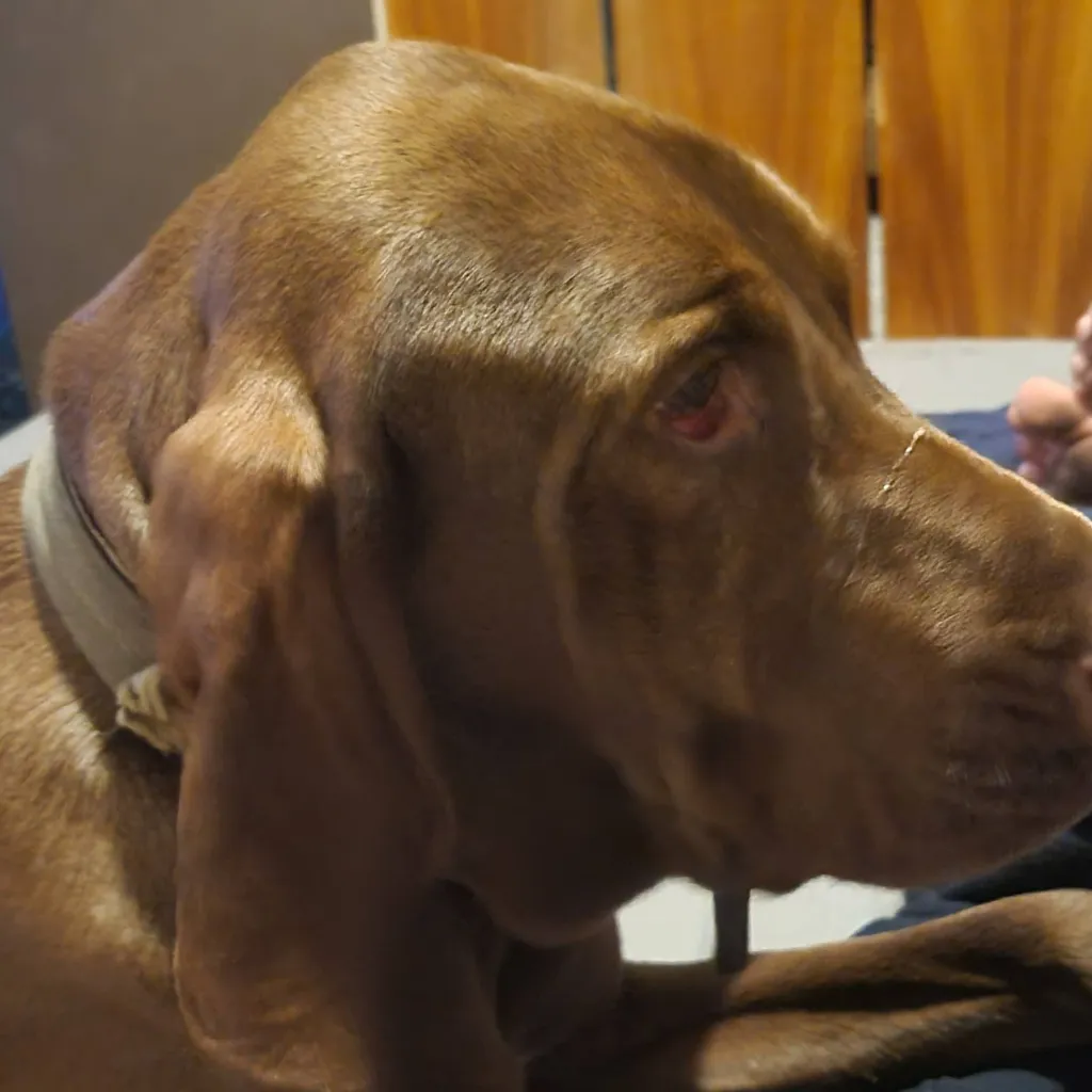 chat with ai character: dug 
