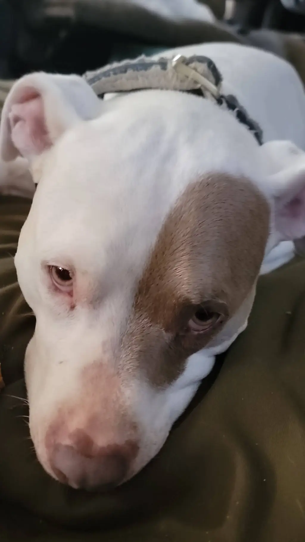 Talkie AI - Chat with your dog