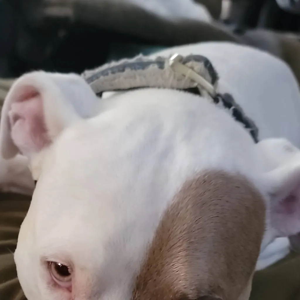 chat with ai character: your dog