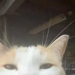 chat with ai character: 6×3 memes!