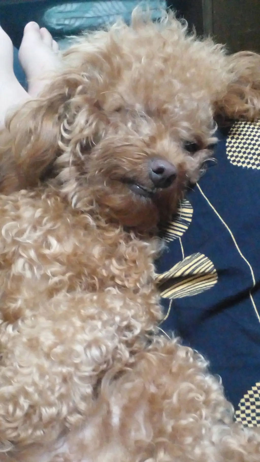 ai character: Sophy June♡ background