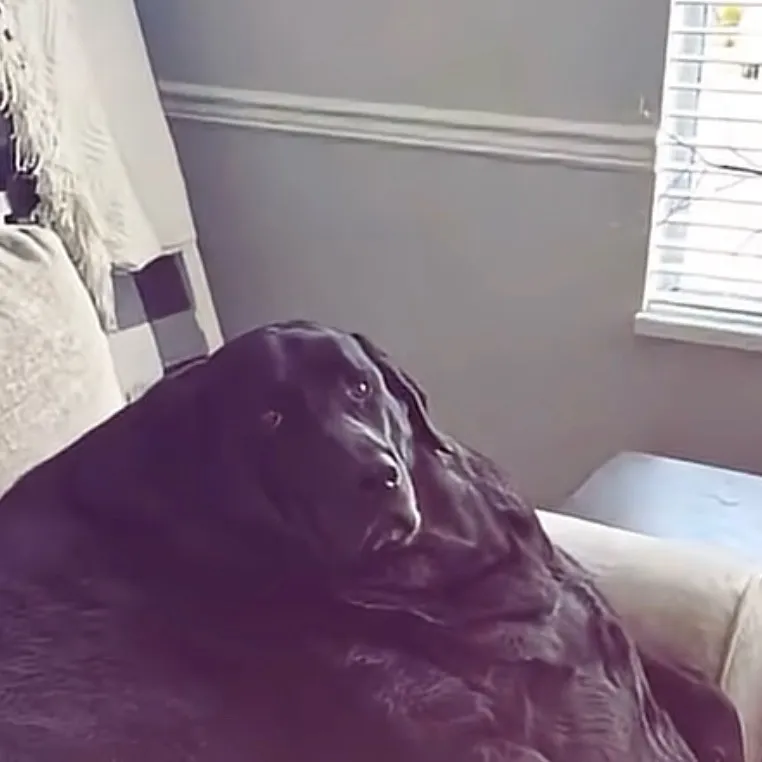 chat with ai character: Uhm