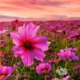 chat with ai character: my confession 