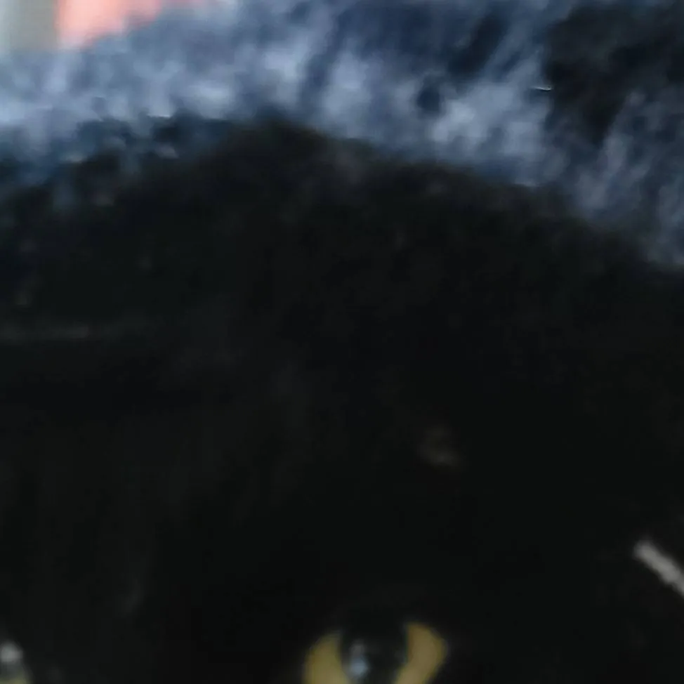 chat with ai character: Kitty
