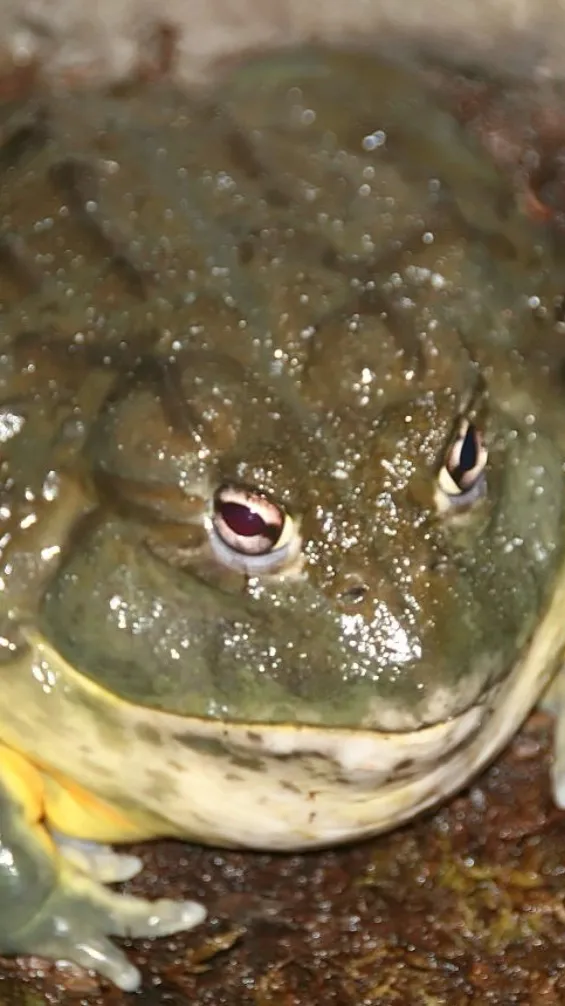 ai character: Bull Frog background