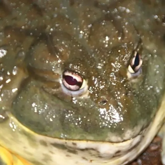 chat with ai character: Bull Frog