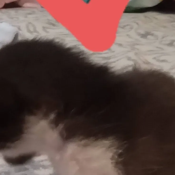 chat with ai character: cat