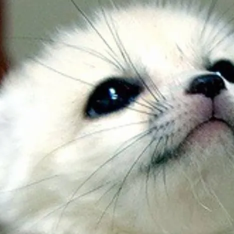 chat with ai character: baby fox