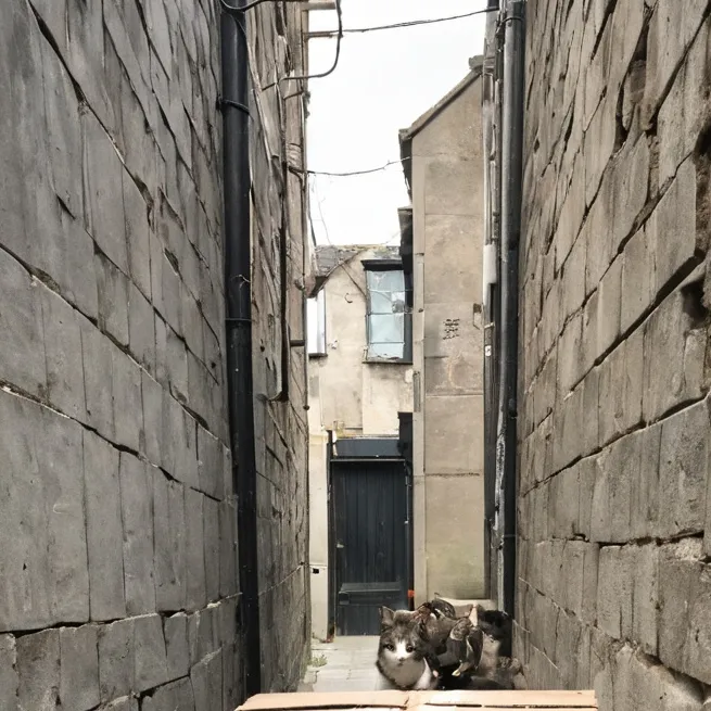 chat with ai character: abandond cats