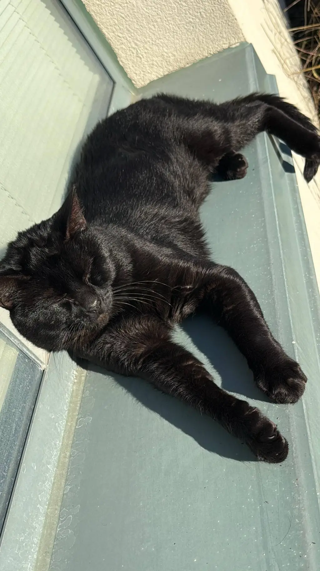 ai character: todoroki diary background