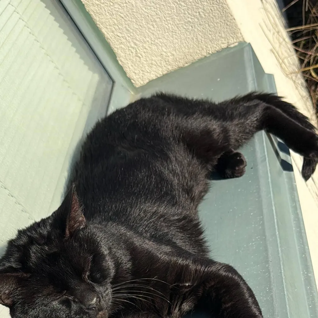 chat with ai character: todoroki diary