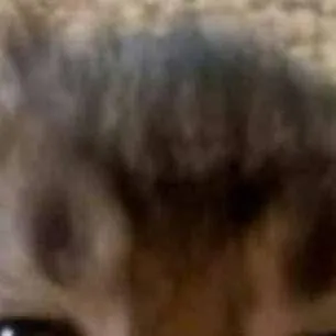 chat with ai character: kitty