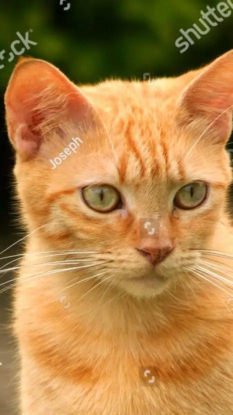 ai character: Golden cat background