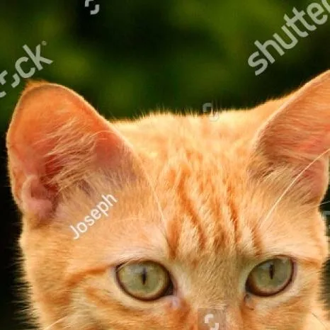 chat with ai character: Golden cat