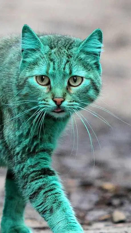 ai character: Emerald cat background