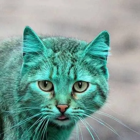 chat with ai character: Emerald cat