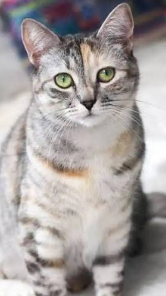 ai character: Silver cat background