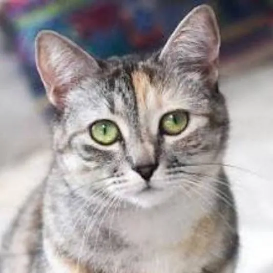 chat with ai character: Silver cat