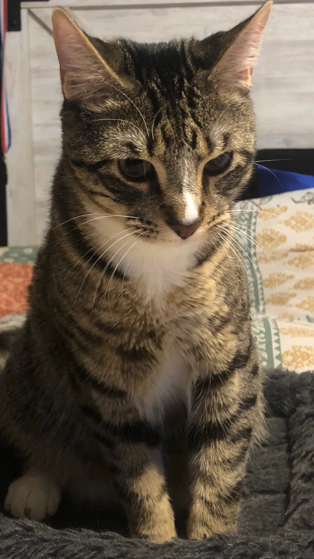 ai character: Cosmo my cat❤️ background