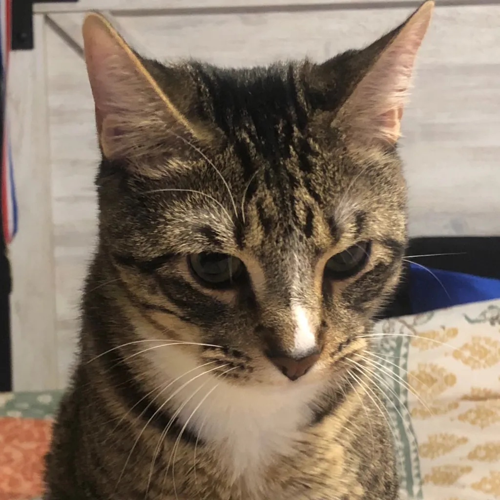 chat with ai character: Cosmo my cat❤️