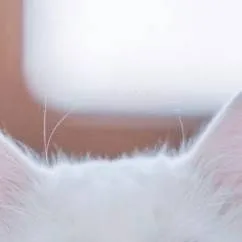 chat with ai character: Gojo (first time💔)