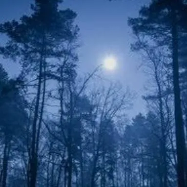 chat with ai character: creepy forest