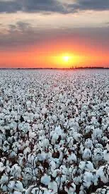 ai character: cotton fields background