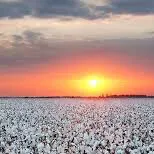 chat with ai character: cotton fields