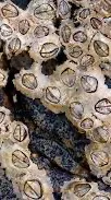 ai character: barnacles background