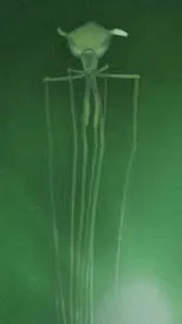 ai character: Magnapinna squid background